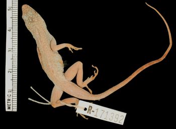 Media type: image;   Herpetology R-171392